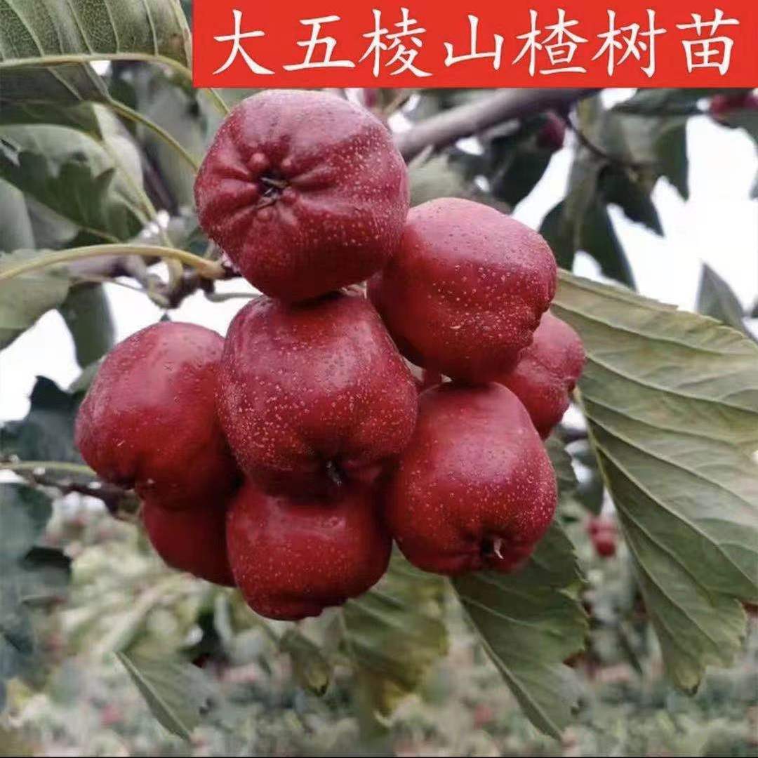 嫁接特大果大五棱山楂树苗红果树苗红肉山楂树苗盆栽庭院