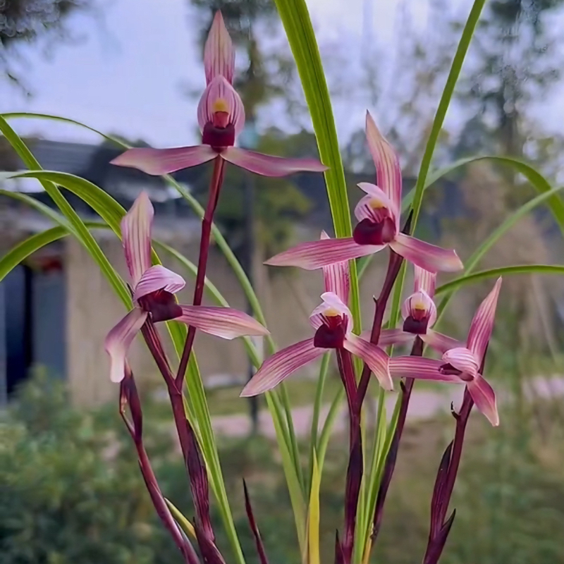 春兰滇红素带花苞发货浓香阳台办公室客厅窗台绿植花卉名贵兰花苗