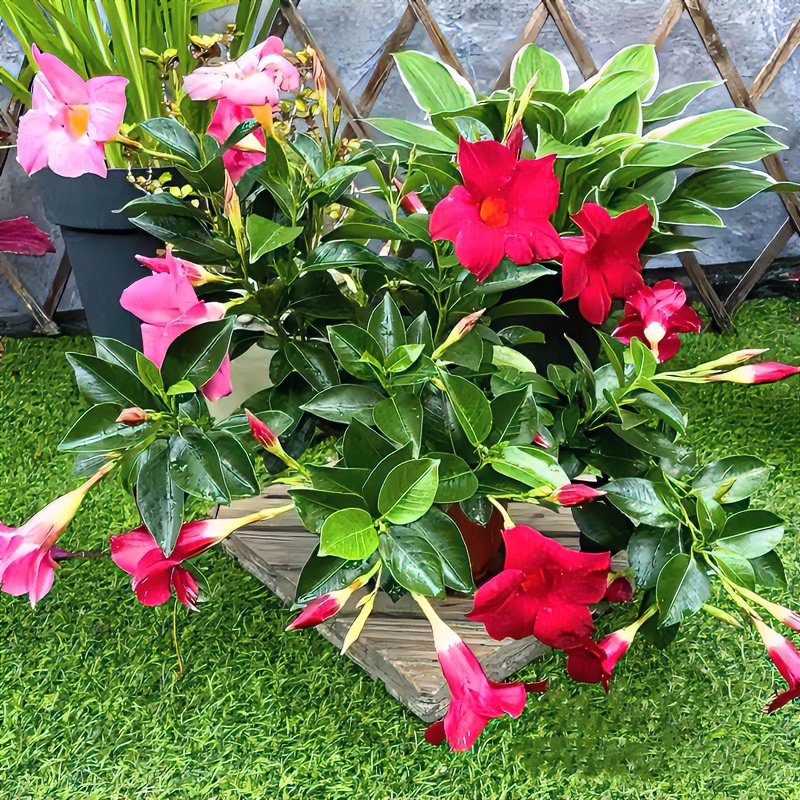 万里飘香藤双喜藤四季开花爬藤植物盆栽室内庭院阳台花卉飘香藤苗