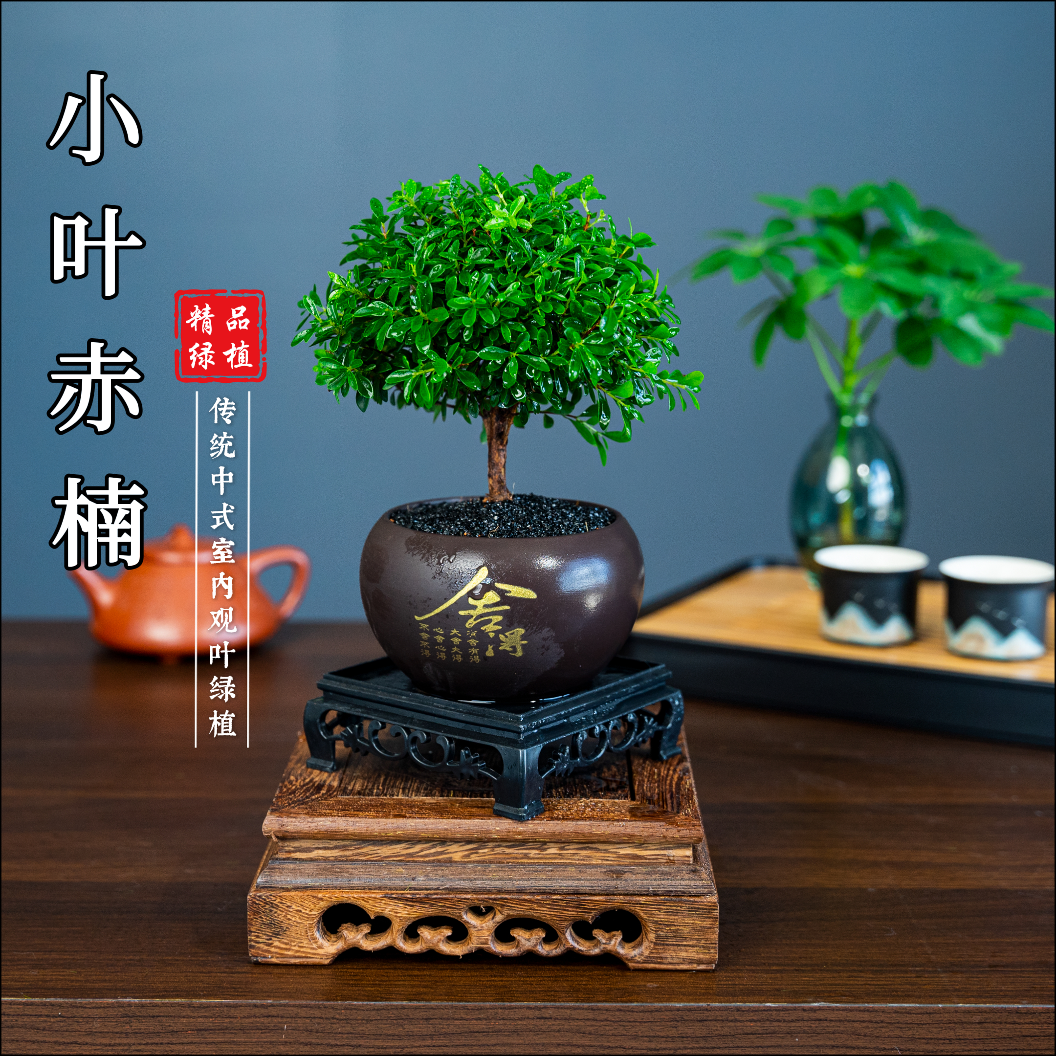 小叶赤楠舍得桌面盆景老桩净化空气绿植卧室盆栽实物鲜活好看