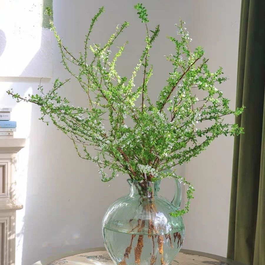 【7.8-20支】雪柳鲜枝耐寒水养遇水插花开花水培花卉绿植干枝雪柳