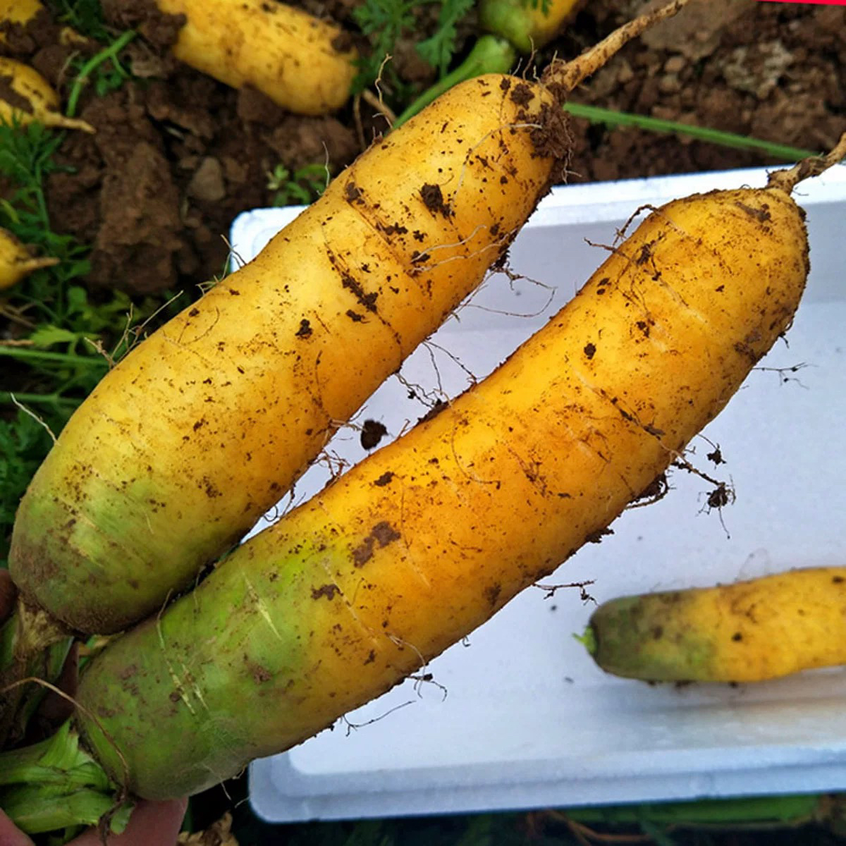 【山地黄萝卜】拓鲜生陕北特产5斤包邮