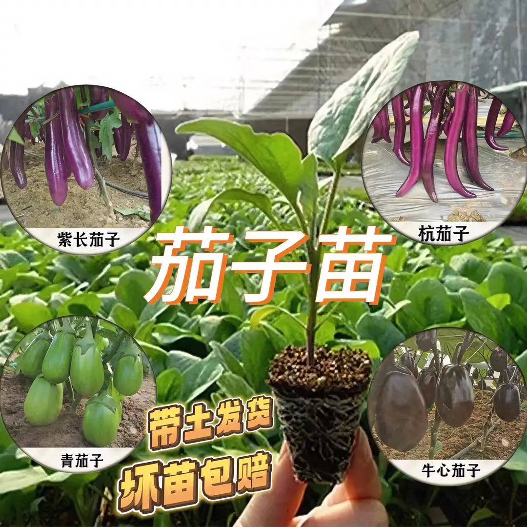 茄子苗带土发货新鲜大果高产种子庭院四季室外盆栽地栽蔬菜蔬菜苗