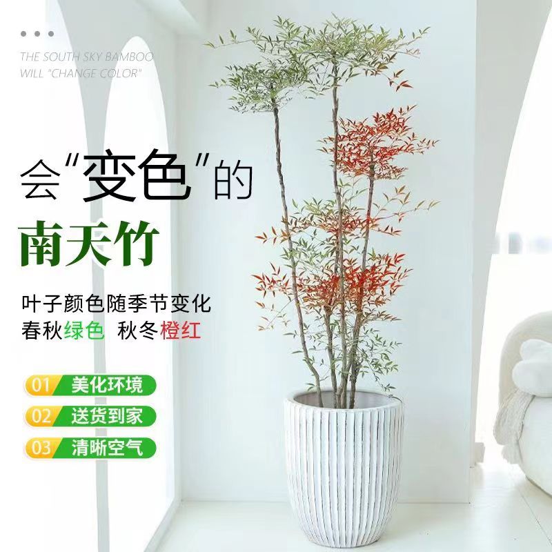 火焰南天竹树苗庭院老桩盆景植物四季红天竹室内客厅阳台盆栽竹子