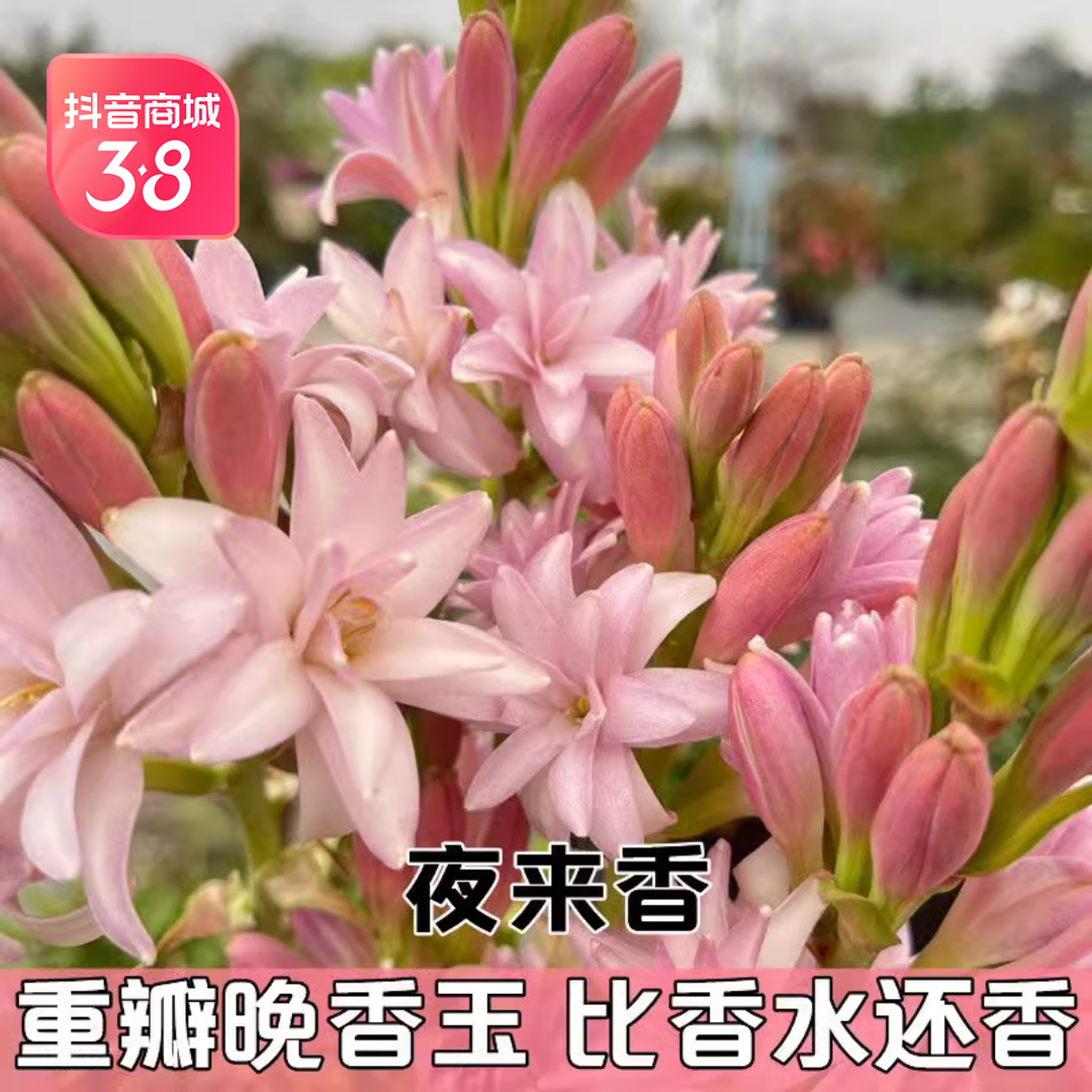 晚香玉种球重瓣大花球根夜来香浓香型多年生切花庭院阳台盆栽花卉