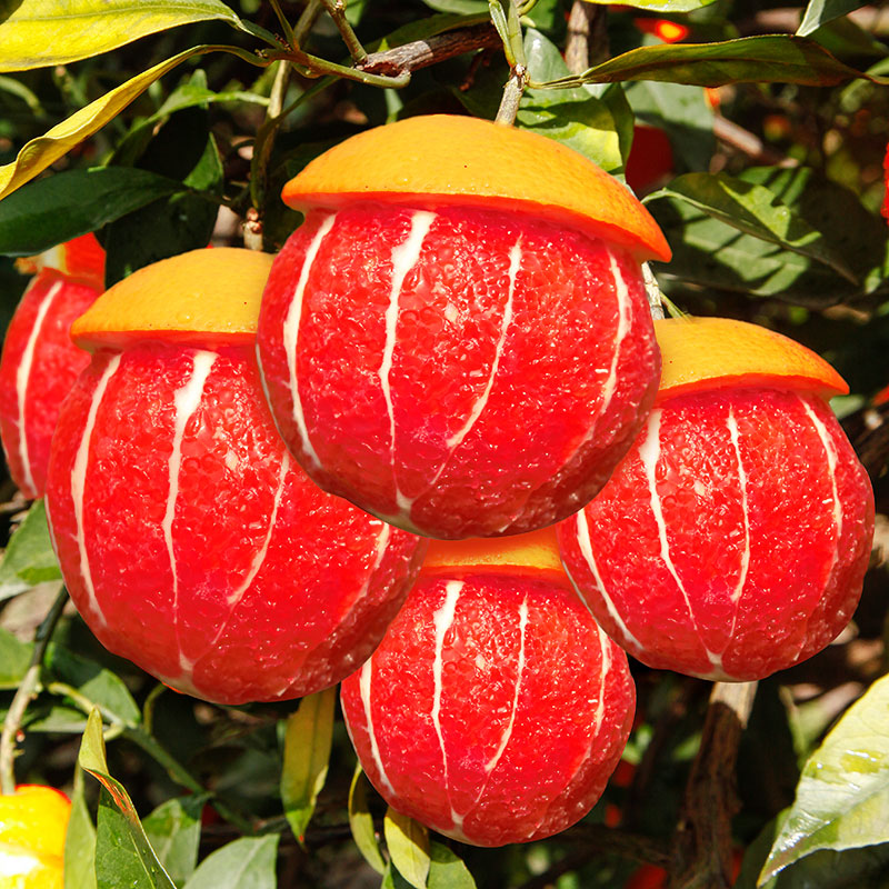 正宗秭归中华红血橙新鲜现摘红心肉橙子应季孕妇水果脐橙3/5/9斤