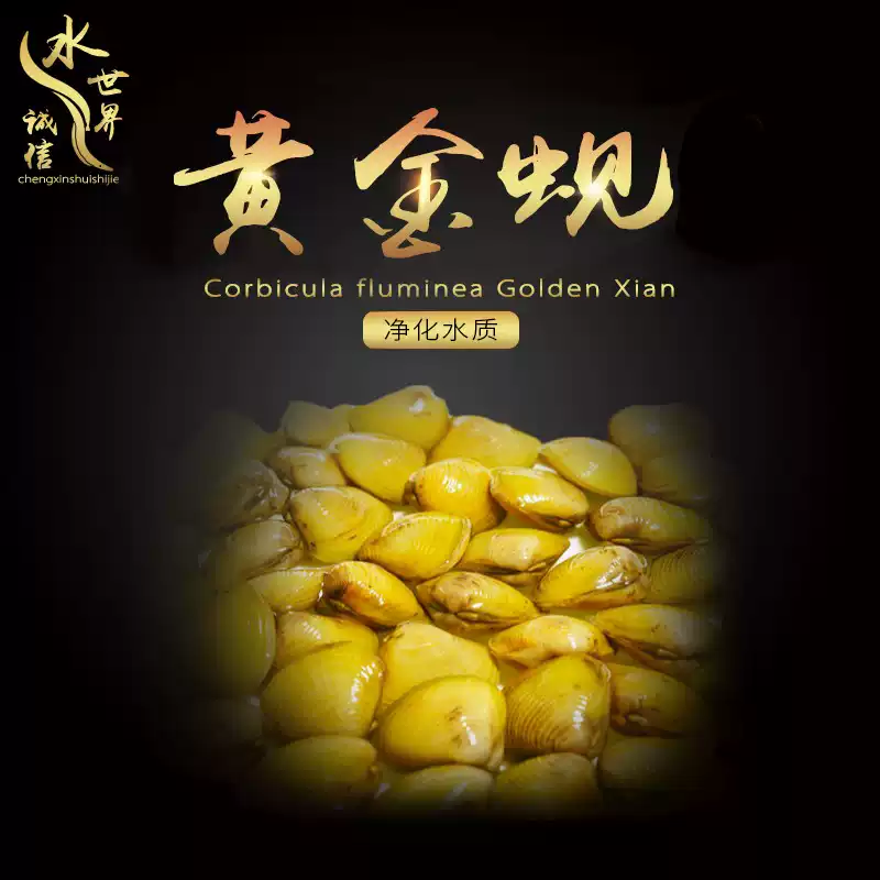 【厂家直发】黄金蚬工具除藻观赏蚬鱼缸淡水黄金蚬净化除绿水