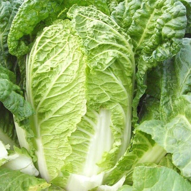 早熟高产结球大白菜苗秋冬季节蔬菜秧苗阳台庭院种植带土发货易活