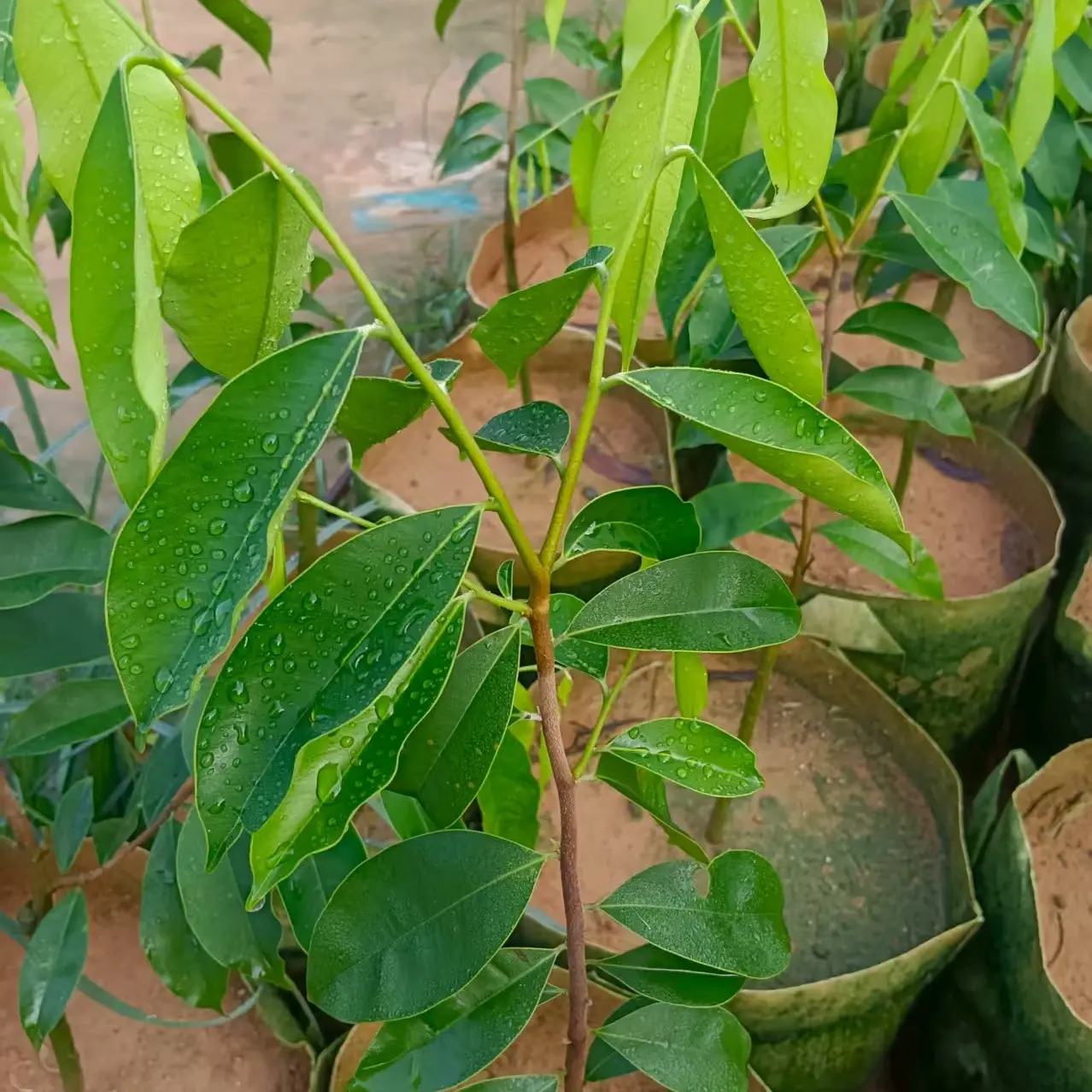 国香品种，大叶皮斑软油嫁接苗