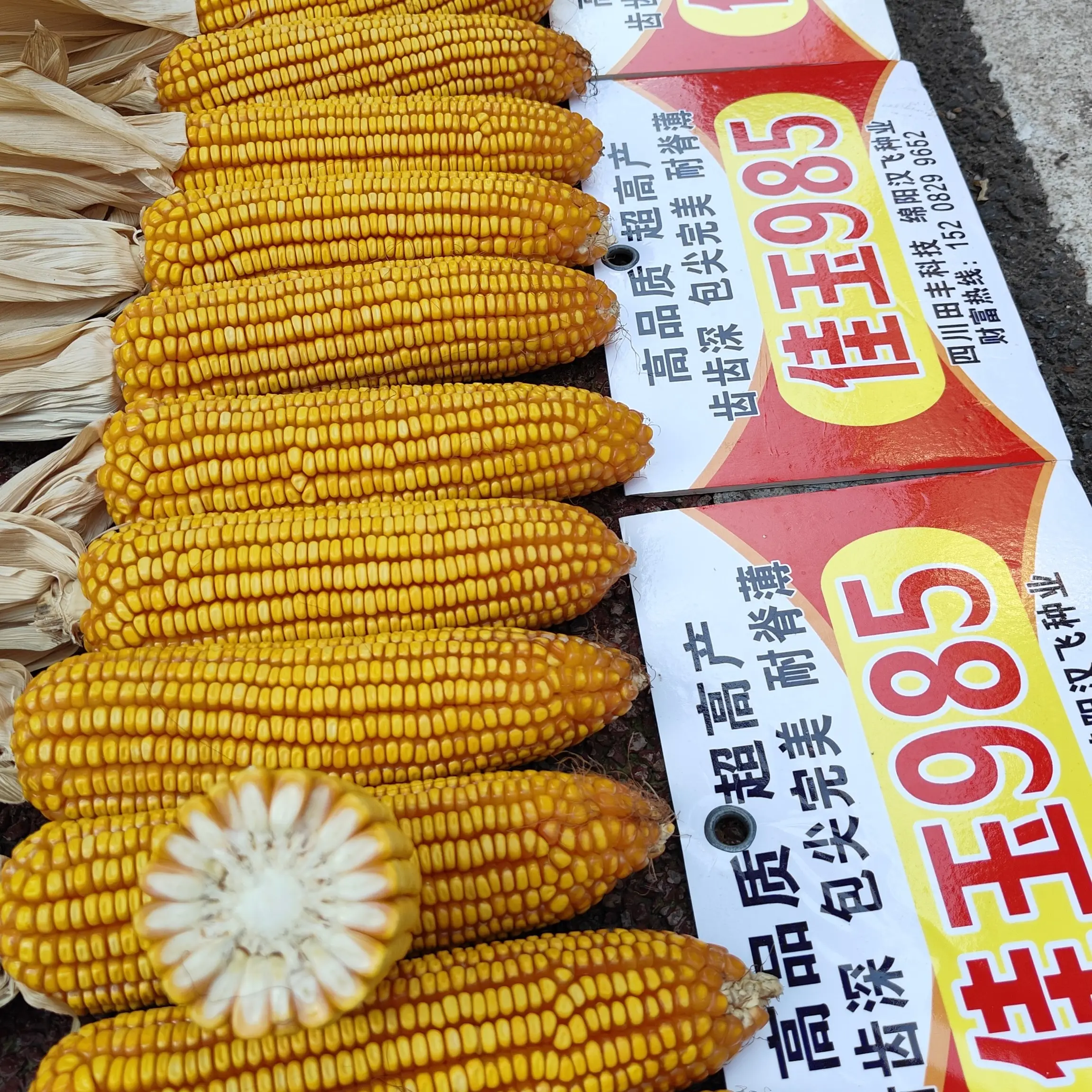 佳玉985株高矮，耐肥抗病抗倒抗旱，高品质产量高，没有稀赖子烂包谷