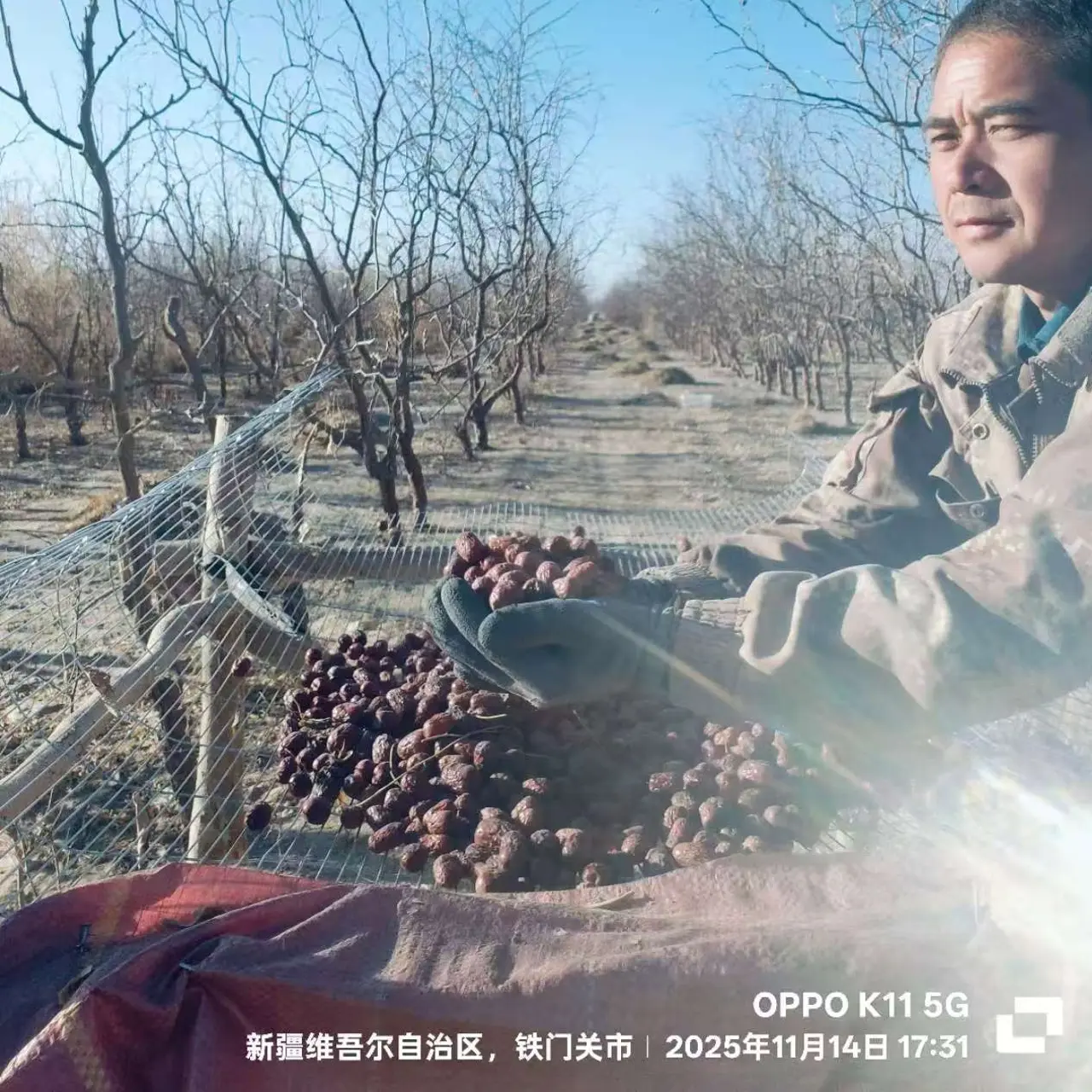 6/10/20斤/件25年新季大枣树上自然风干沙漠吊干枣/精选若羌灰枣