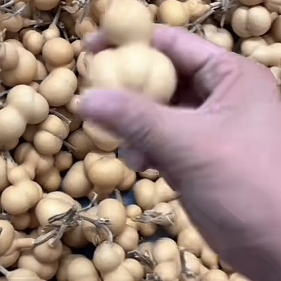 小金蟾福利大放漏14.8包邮到你家（随机发货全品）