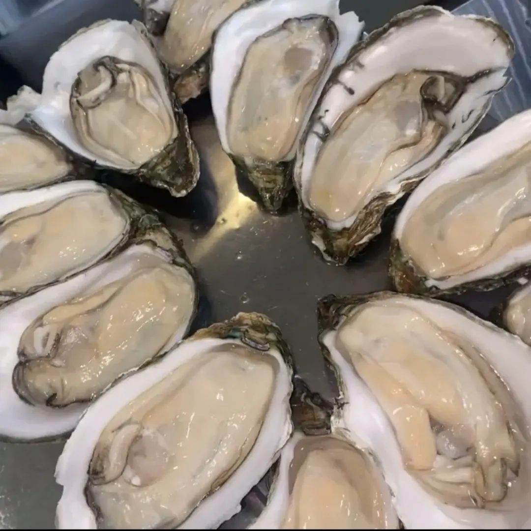 山东冷水生蚝鲜活牡蛎海蛎子 单只3两 5斤包装原产地顺丰冷链发货