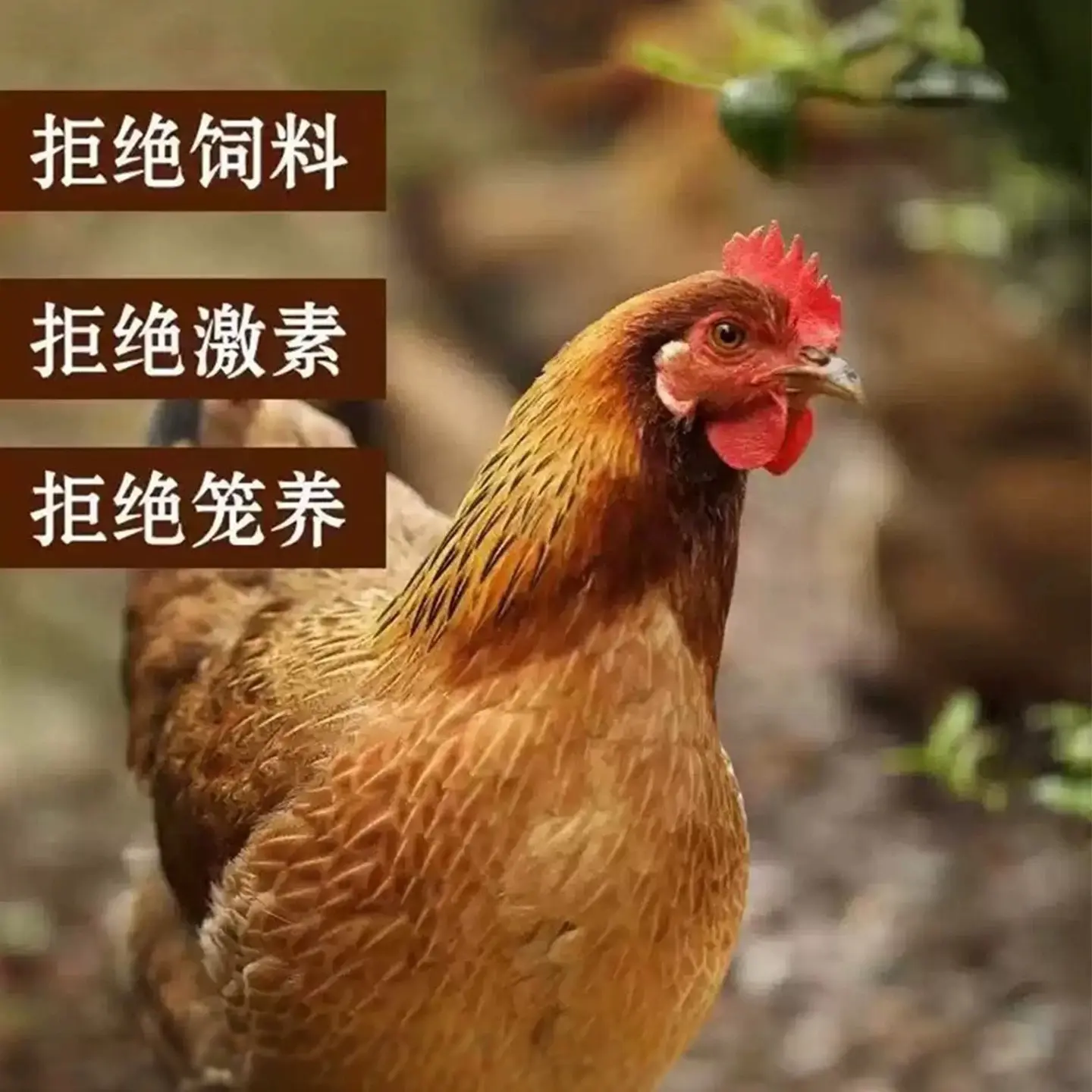 农家散养大公鸡（黄油肉质，冷链运输） 包冰率不含冰