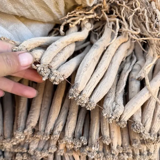 党参新货晒干甘肃渭源产地直发煲汤泡水