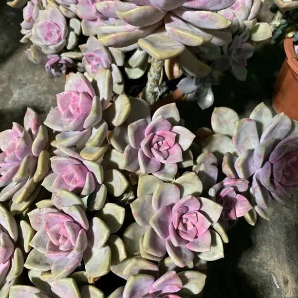 血斑紫乐脱土发货适合阳台庭院养护的多肉植物