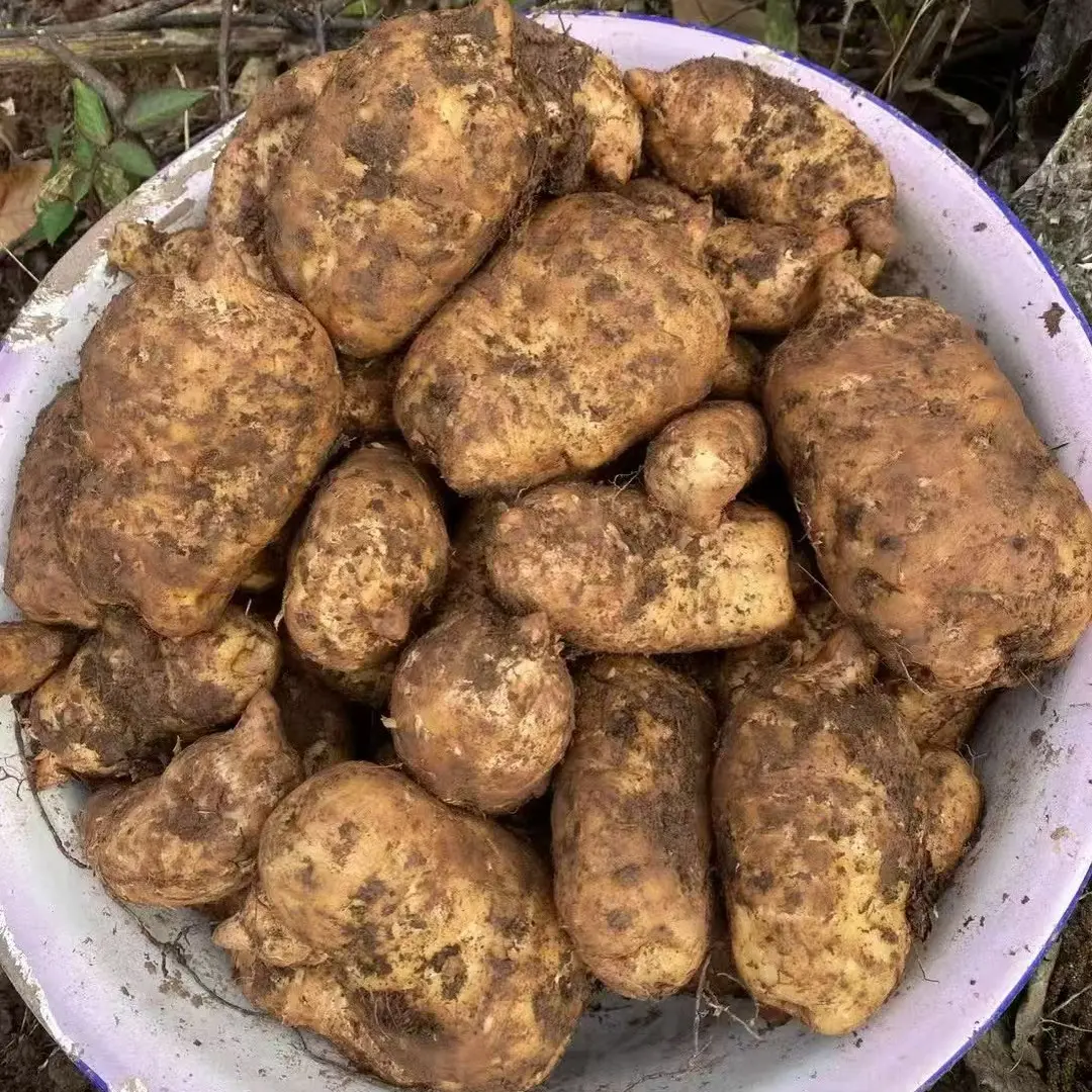 云南昭通小草坝新鲜乌天麻野外种植现挖带泥煲汤泡酒产地直发