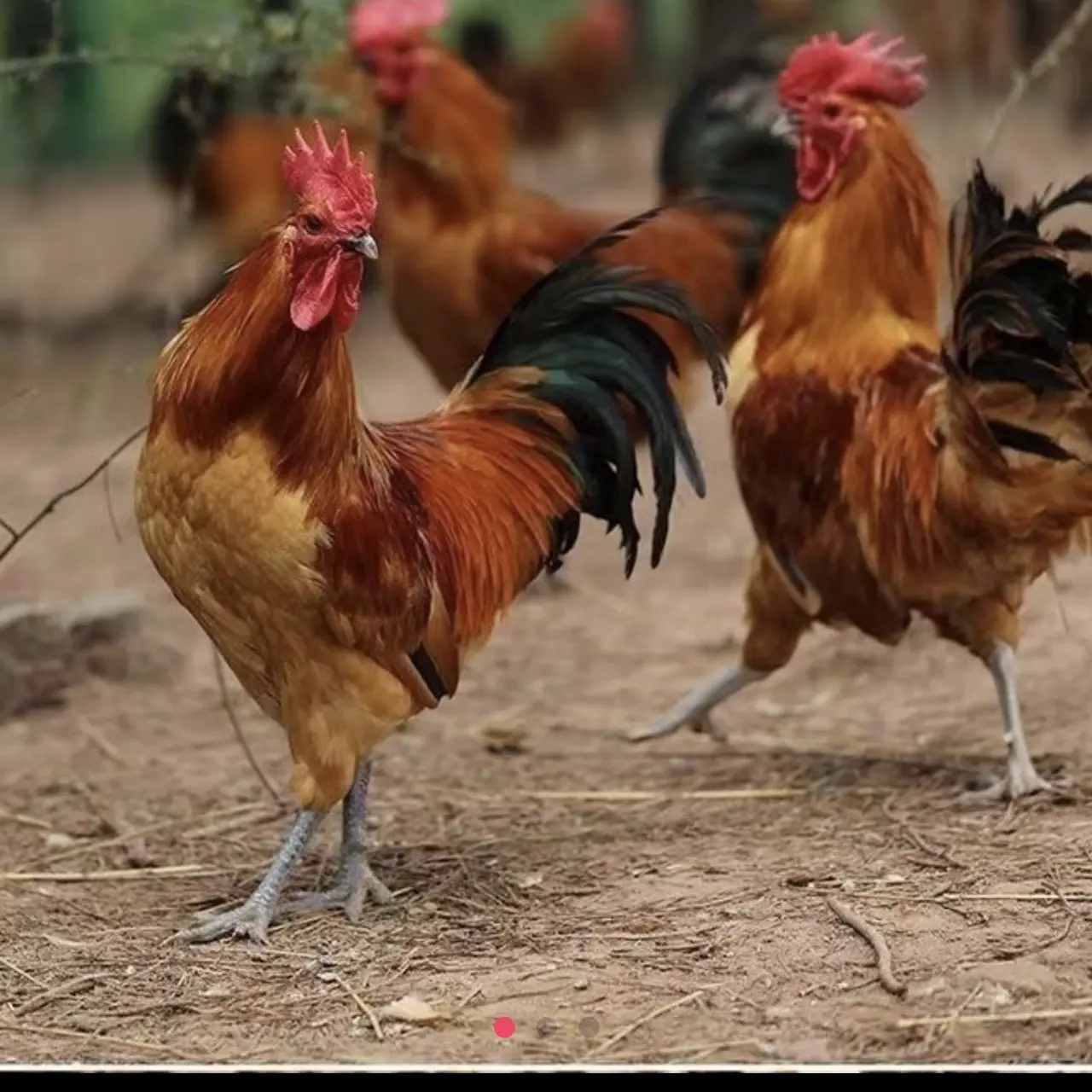 （玉田专属）散养大公鸡，嘎嘎好吃(发顺丰快递，送心肝胗)