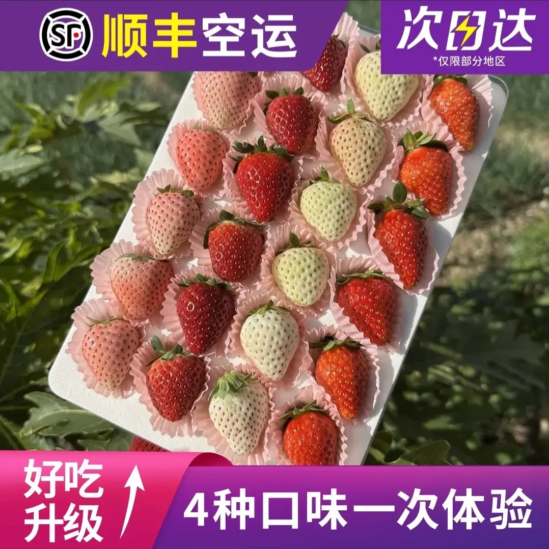 【顺丰空运次日达】坏一颗赔一颗！送礼多色草莓真红美玲粉玉梦之莹