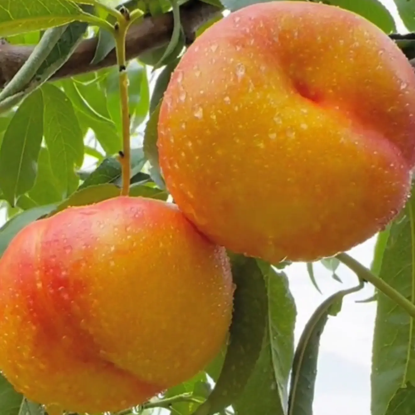 天外之星早熟油蟠桃苗