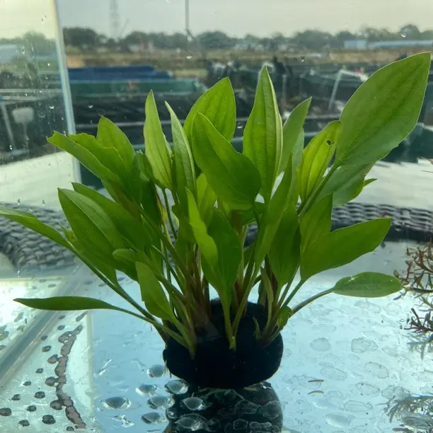 【阿根廷皇冠可挺水】适合锦鲤草金鱼缸造景阴性新手懒人真草