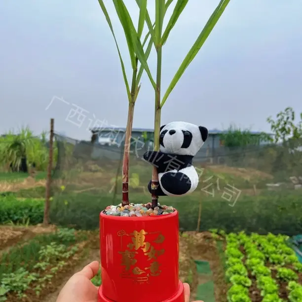 迷你小甘蔗 盆栽小绿植