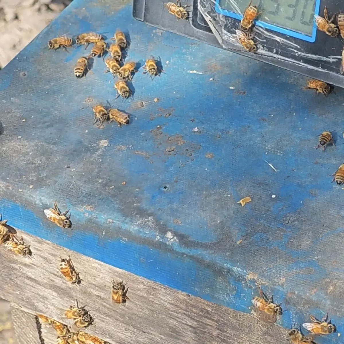 意蜂三斤无王本蜂群