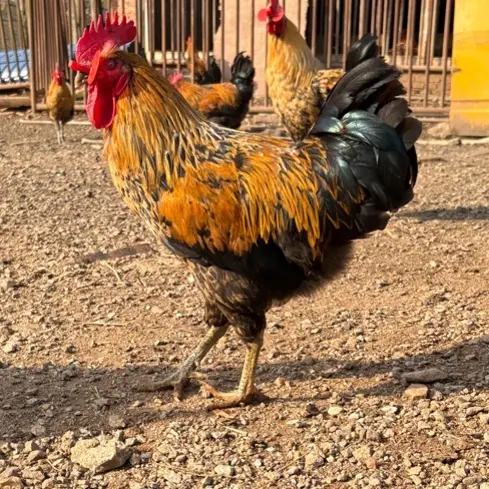 正宗散养喂五谷杂粮一年半大红公鸡小脚土鸡京东顺丰冷链包邮
