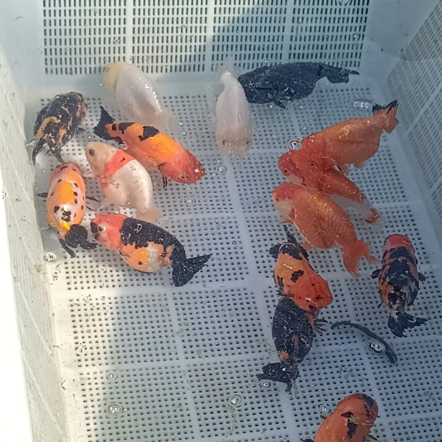 兰寿金鱼玛丽金鱼冷水淡水观赏鱼好养好看可爱鱼小鱼活鱼观赏鱼