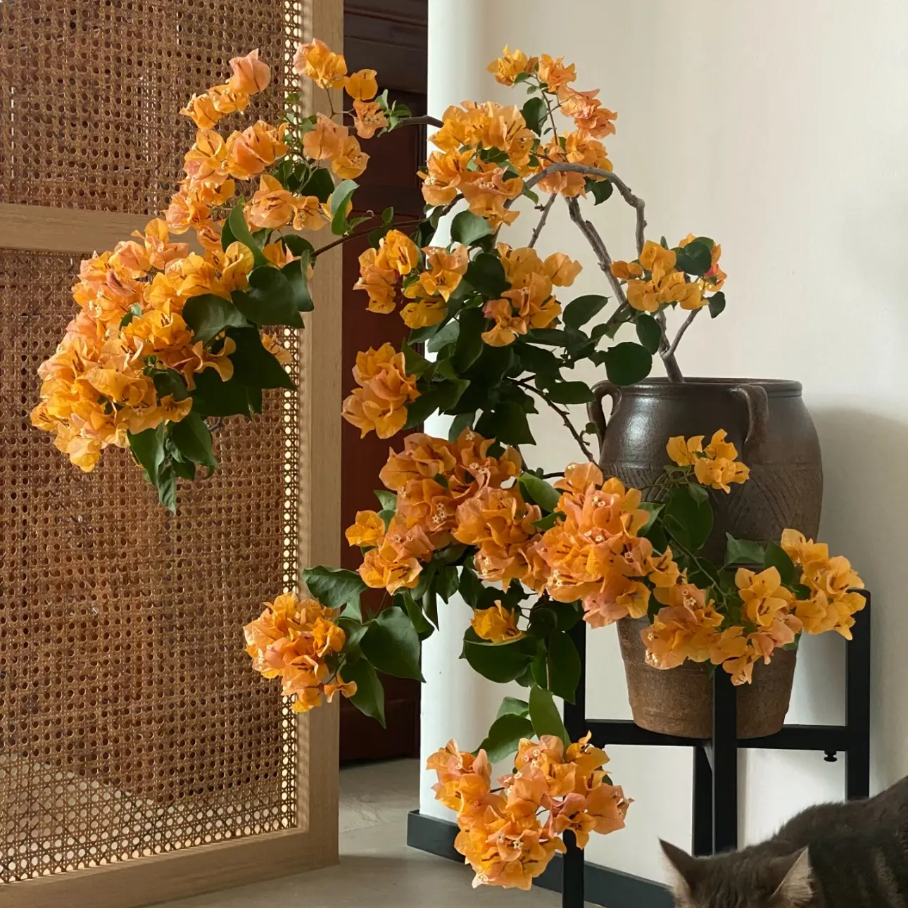 【加州】三角梅勤花四季开花耐寒盆栽庭院阳台绿植花卉好养易活