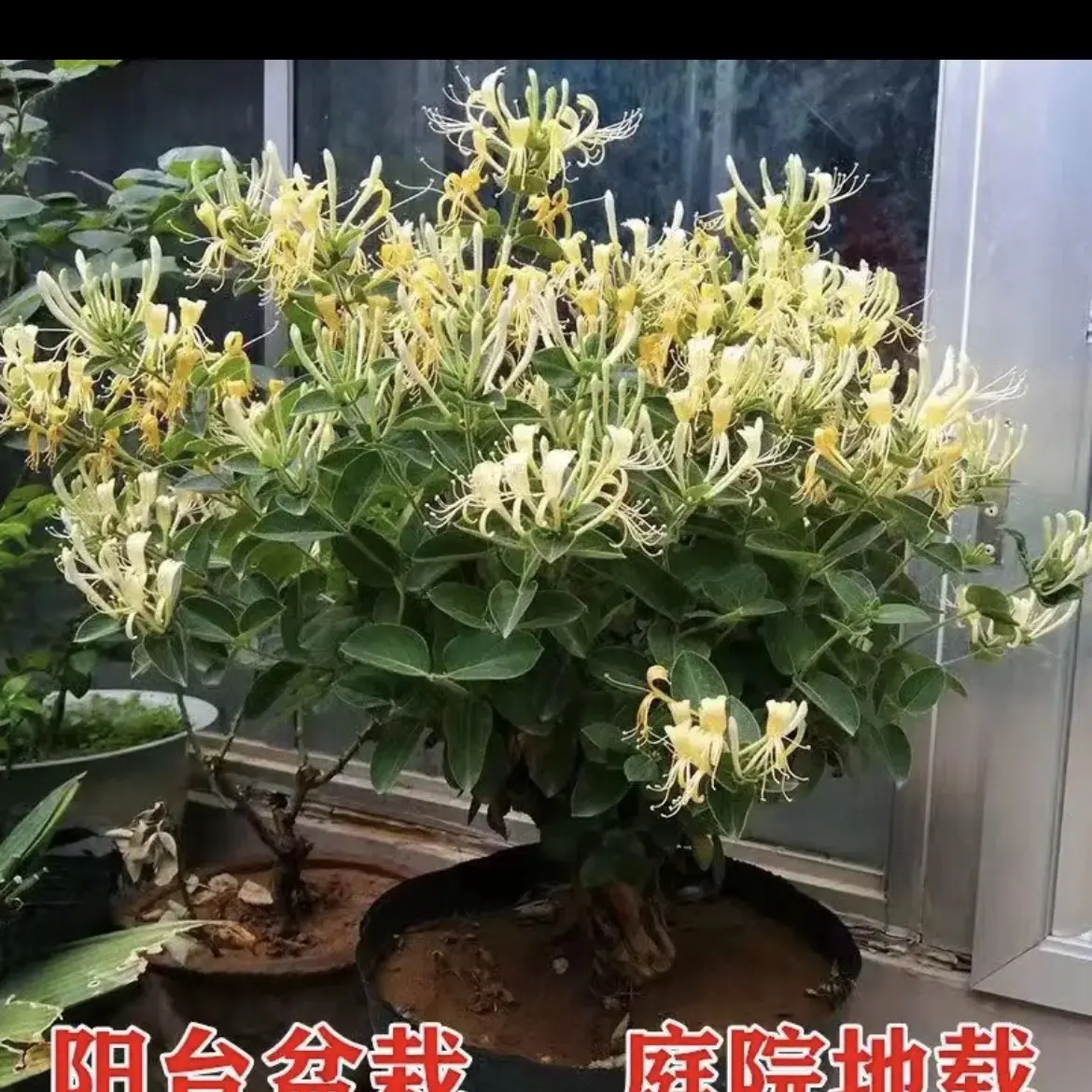 绿植盆栽桂花树，树桩型，可盆栽、地栽，庭院内外均可种植