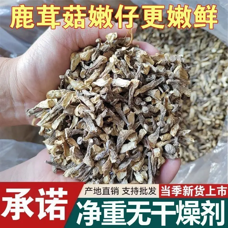 （今年新货）鹿茸菇嫩仔干货菌菇鹿茸菇新鲜农家鹿茸菇干货煲汤散装