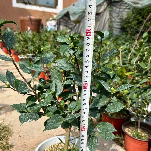 大香妃山茶花北方风化砂种植进屋不闷根，不是南方大红泥