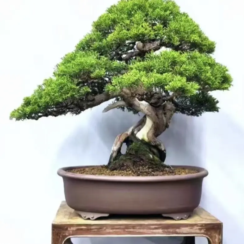 室内客厅真树造型植物室内客厅盆栽绿植盆景罗汉松大型迎客松装饰