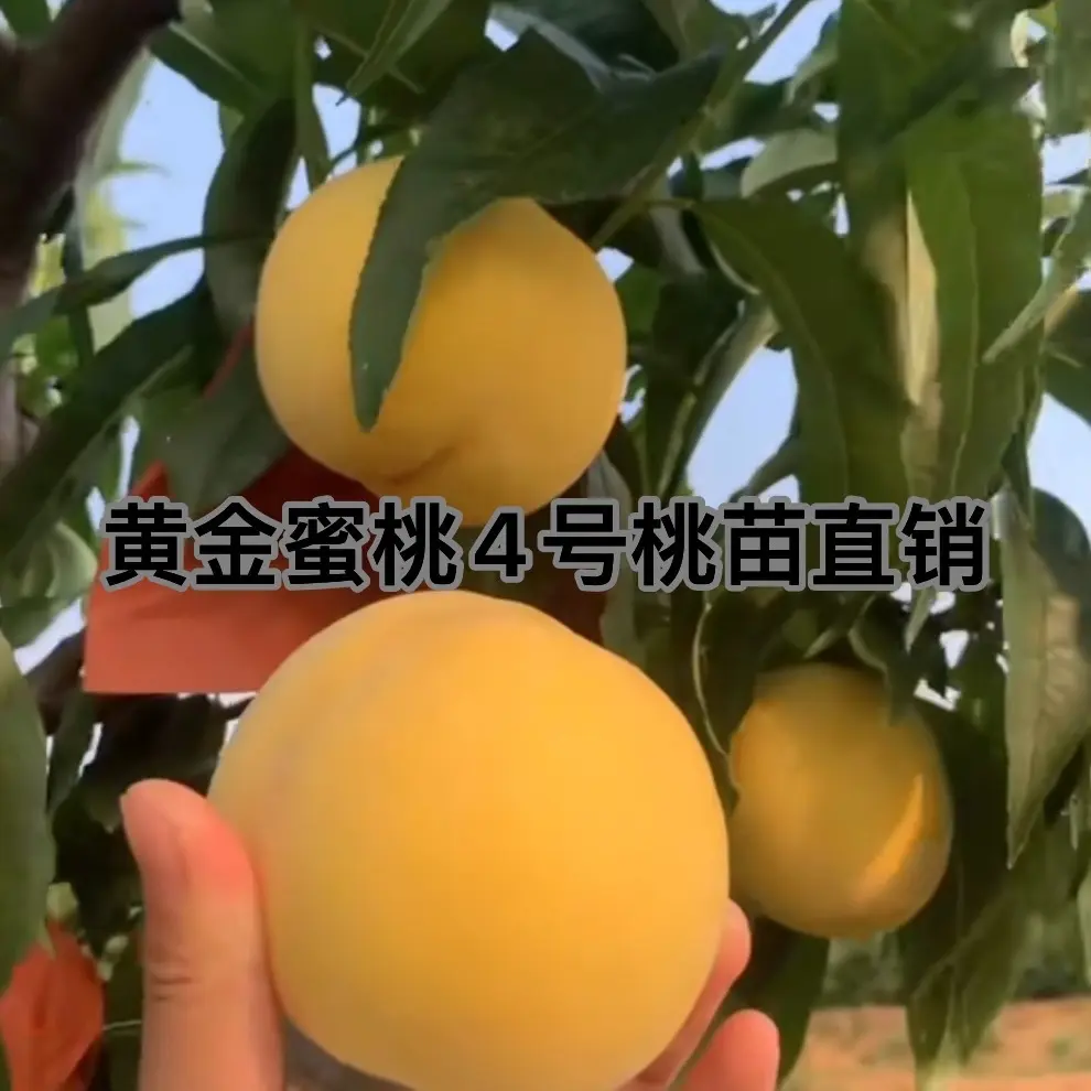正宗锦绣黄桃树苗冬桃树苗血桃树苗油桃水蜜桃品种桃苗盆栽果树