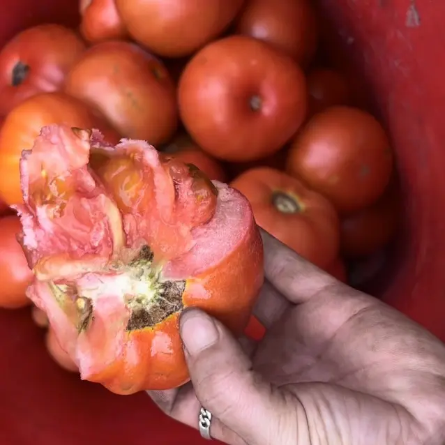 正宗沙瓤西红柿皮薄多汁新鲜现摘口感爆汁的应季水果
