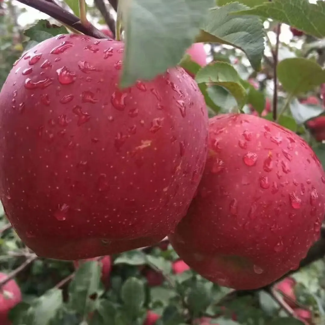 云南昭通正宗冰糖心丑苹果现摘现发脆甜多汁