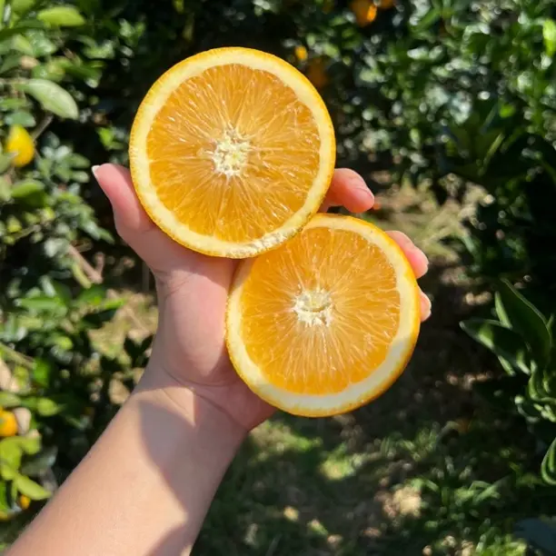 10斤装正宗道州脐橙现摘现发新鲜维C多汁自然熟