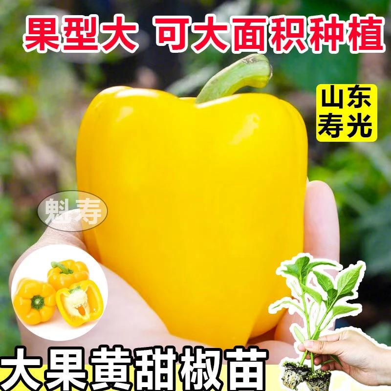 黄甜椒苗秧苗辣椒苗大果红黄绿方椒圆椒四季蔬菜种苗蔬菜苗秧菜苗