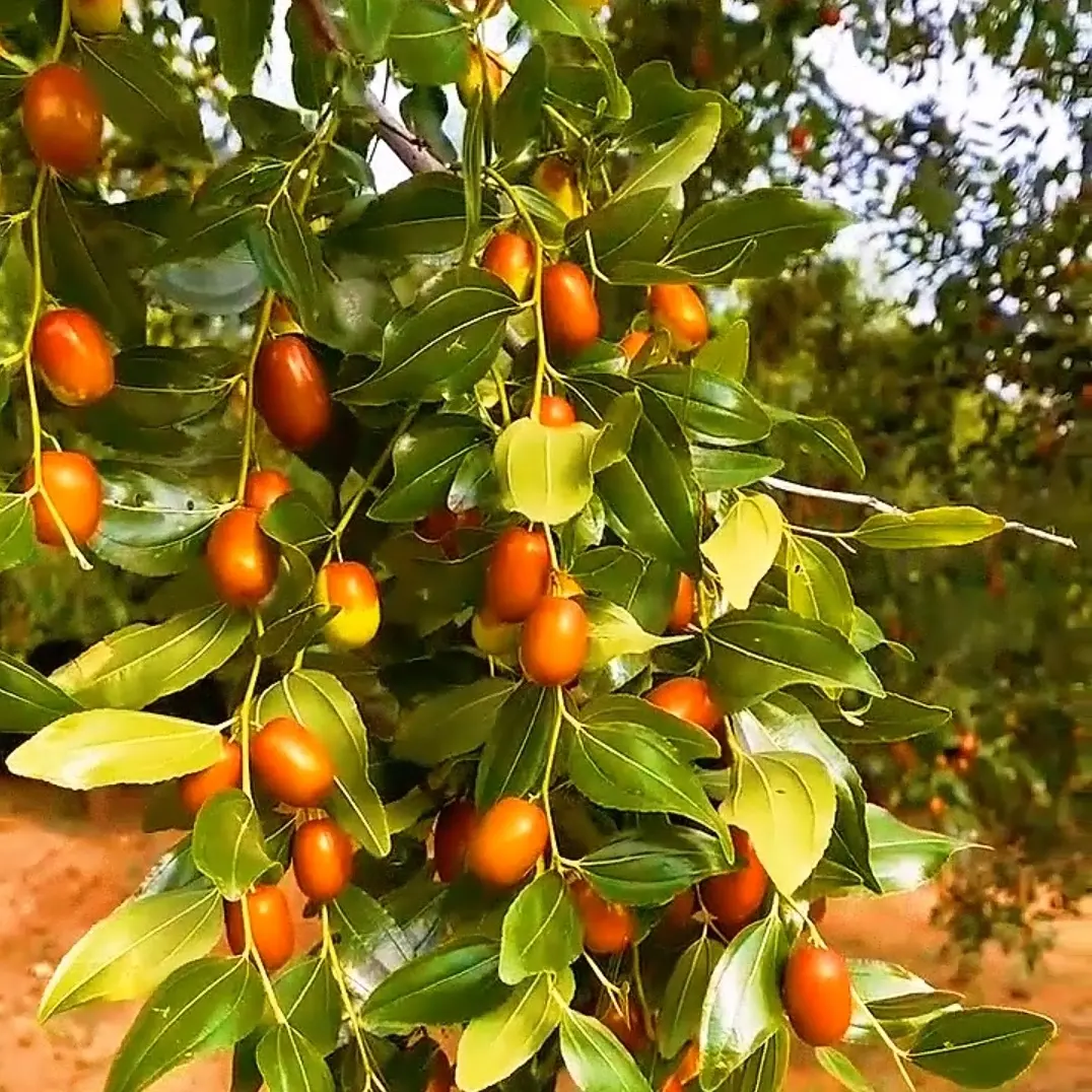 朝阳大枣树苗 苗木粗壮 根系发达 品种保真 诚信经营