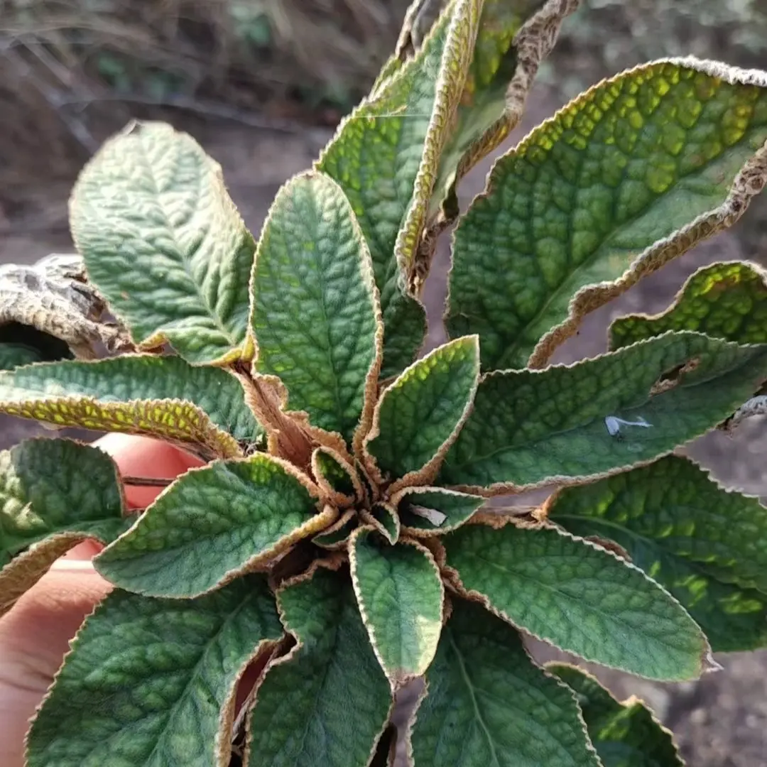 福建深山石上莲 软肝草  可种植观赏 深山 石上莲 软肝草 现摘现