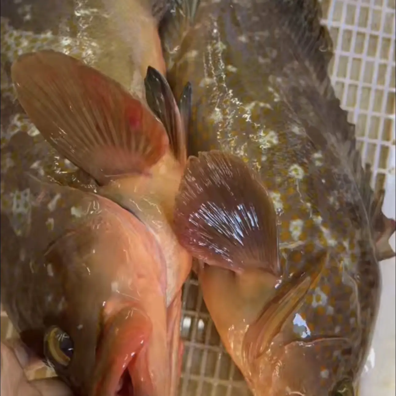 野生本地大贵鱼Q弹顺丰冷链锁鲜石斑鱼新鲜