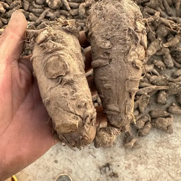 甘肃岷县鲜当归头可煲汤泡酒炖肉