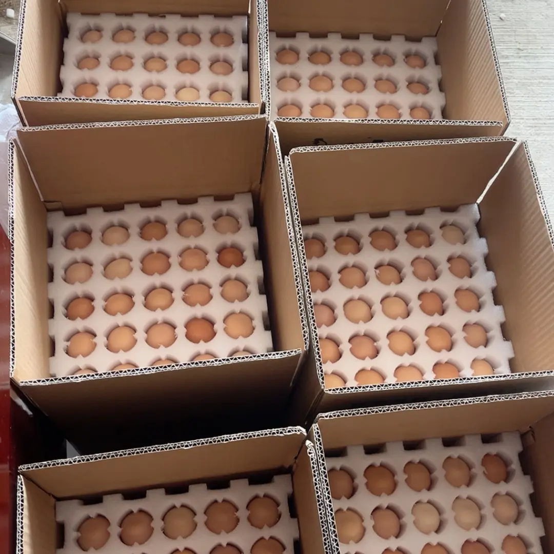 （小双）本鸡蛋本鸡蛋100枚破坏包赔