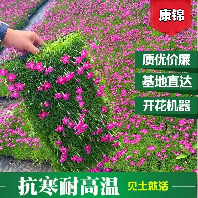 欧石竹穴盘苗粉贝花卉盆栽耐寒地被绿植庭院草坪四季开花带花苞