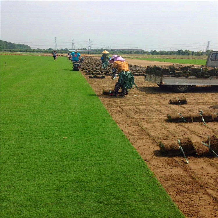 带泥土真草皮草坪庭院别墅绿化植物马尼拉四季青果岭草草坪绿植