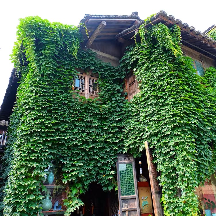 爬山虎苗爬藤植物秋冬变色植物绿色植物庭院围墙绿植裸根保湿发货