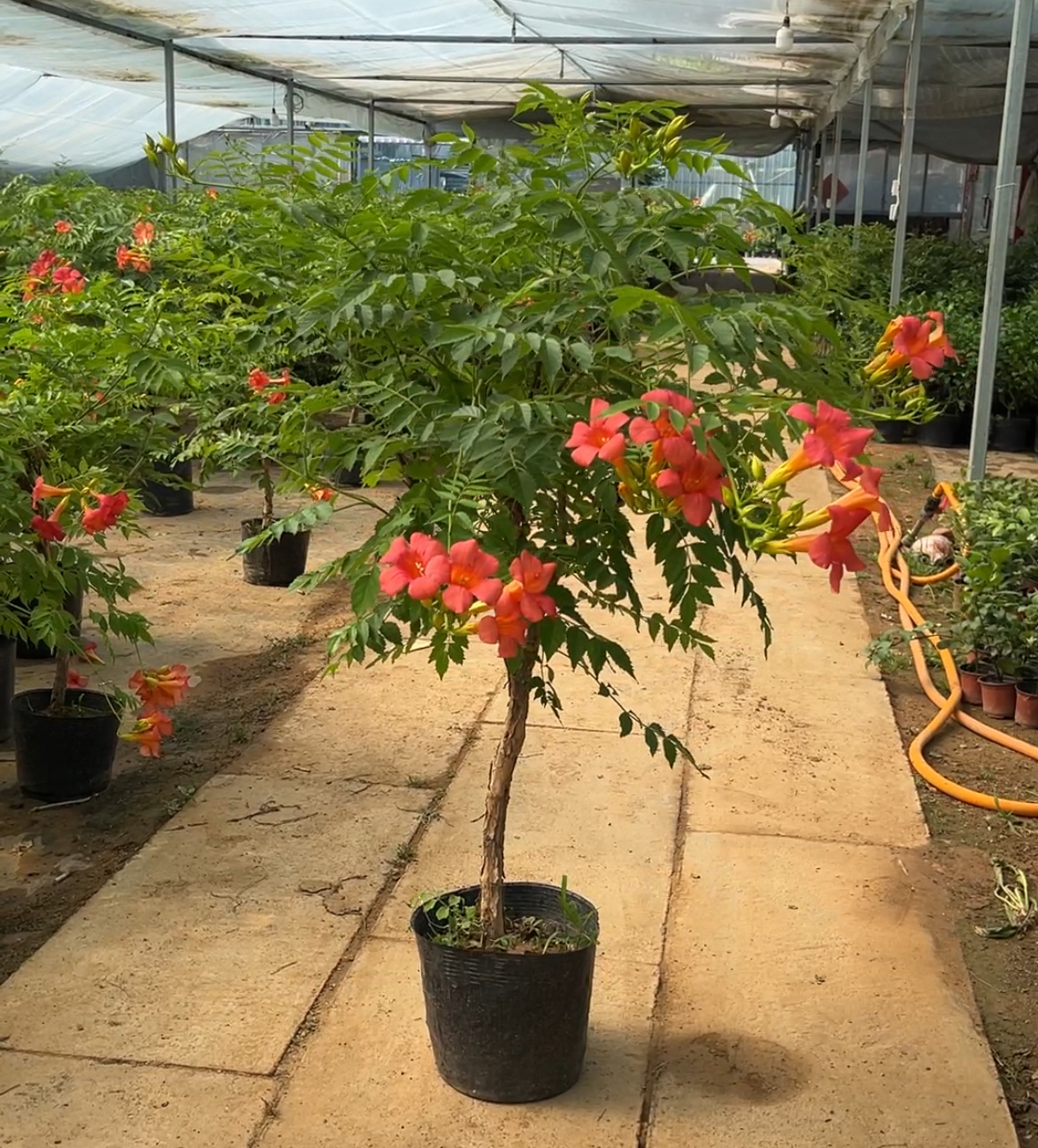 爬藤耐寒耐热凌霄花苗矮桩庭院阳台种植独杆休眠期裸根保湿发货