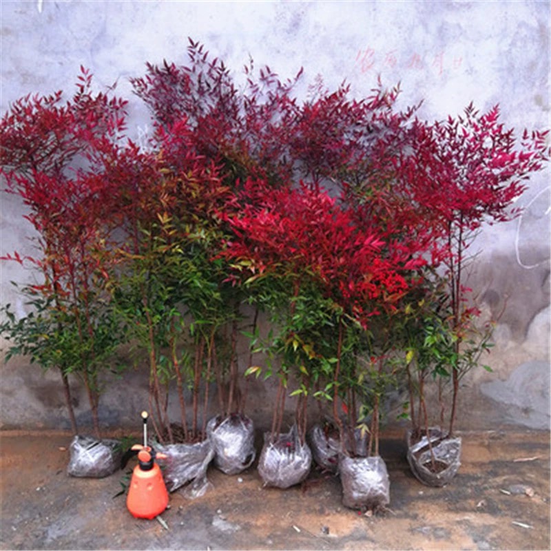 四季常青庭院绿化绿植花卉红叶南天竹苗耐寒耐热盆栽地栽丛生老桩