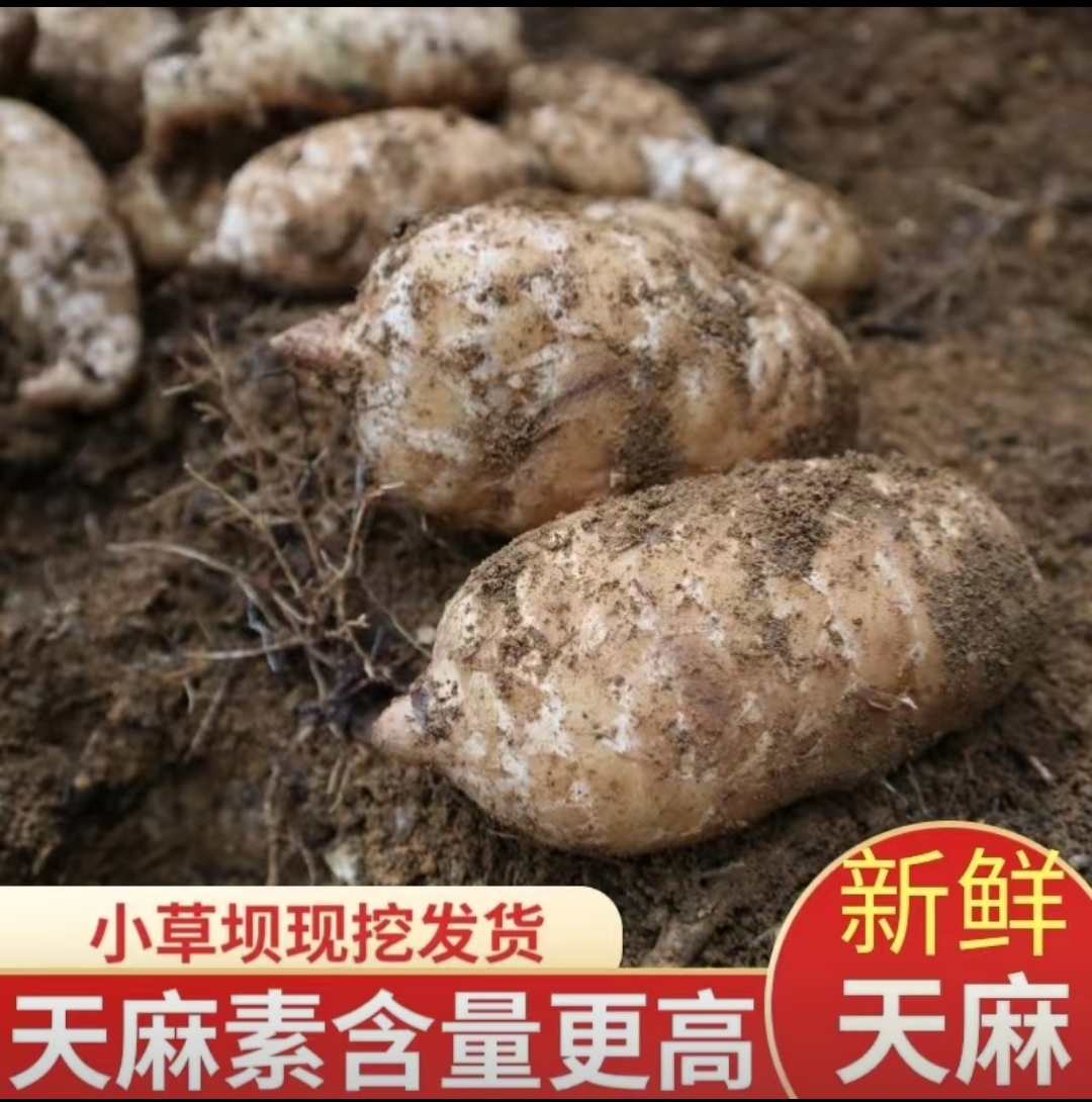 云南昭通小草坝新鲜麻自产自销1斤3斤4斤包邮